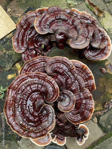  a collection of large, glossy, dark reddish-brown mushrooms with a distinctive concentric ring pattern. These mushrooms appear to be Ganoderma lucidum, commonly known as Lingzhi or Reishi mushroom.