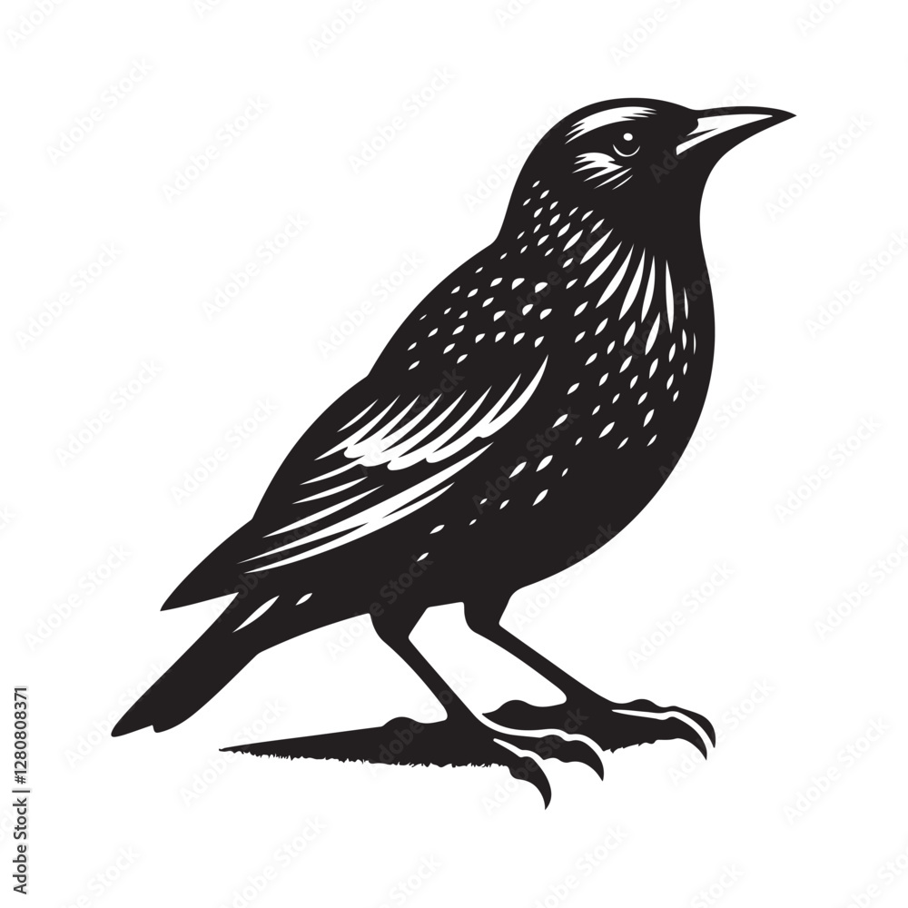 Fototapeta premium Starling bird Silhouette Vector Illustration, Solid White Background.