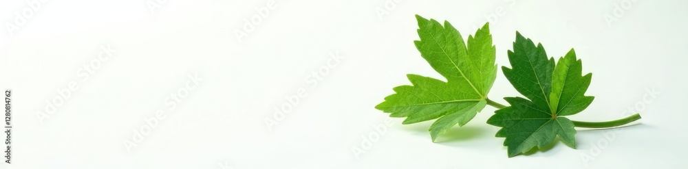 Single vine leaf against a contrasting white background, botanical, contrast, foliage Single vine leaf against a contrasting white background, botanical, contrast, foliage