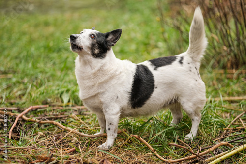 Cute small black and white dog looking up, barking at a cat on a tree.