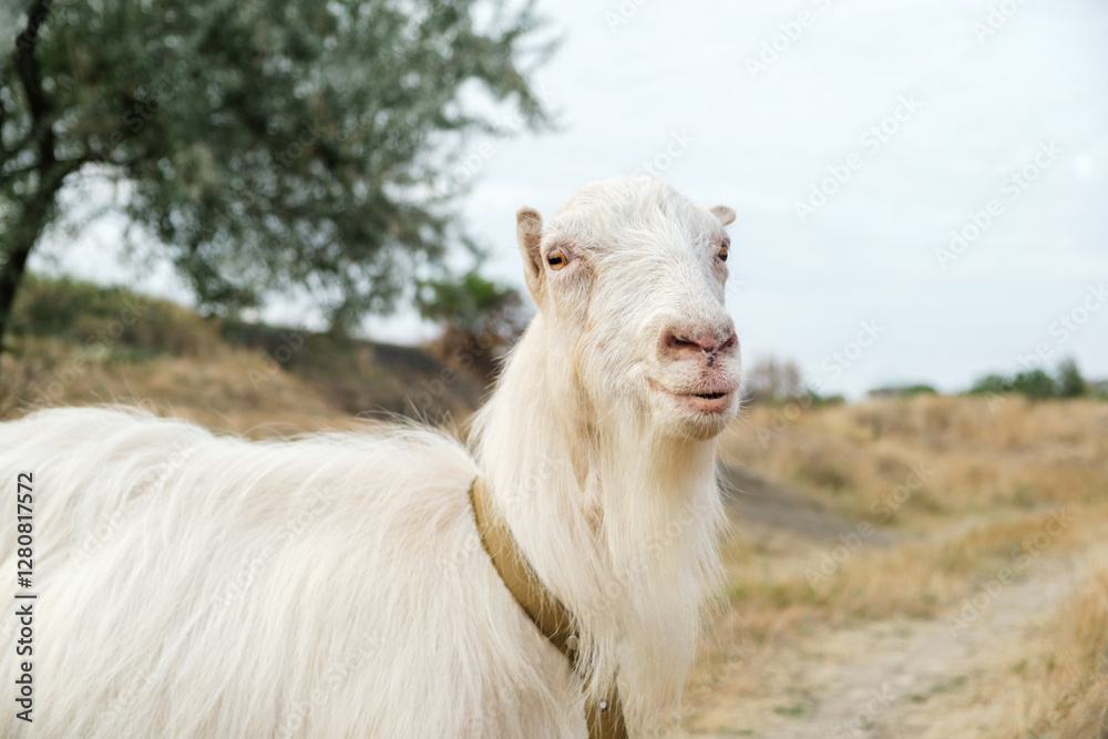 Close up shot of a female white hornless goat in a meadow, looking to the camera, overcast sky in the background. Close up shot of a female white hornless goat in a meadow, looking to the camera, overcast sky in the background.