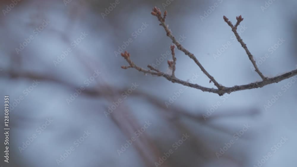 A Great Tit ( Parus major) sits on a tree branch in a winter forest in close-up.Slow motion. A Great Tit ( Parus major) sits on a tree branch in a winter forest in close-up.Slow motion.