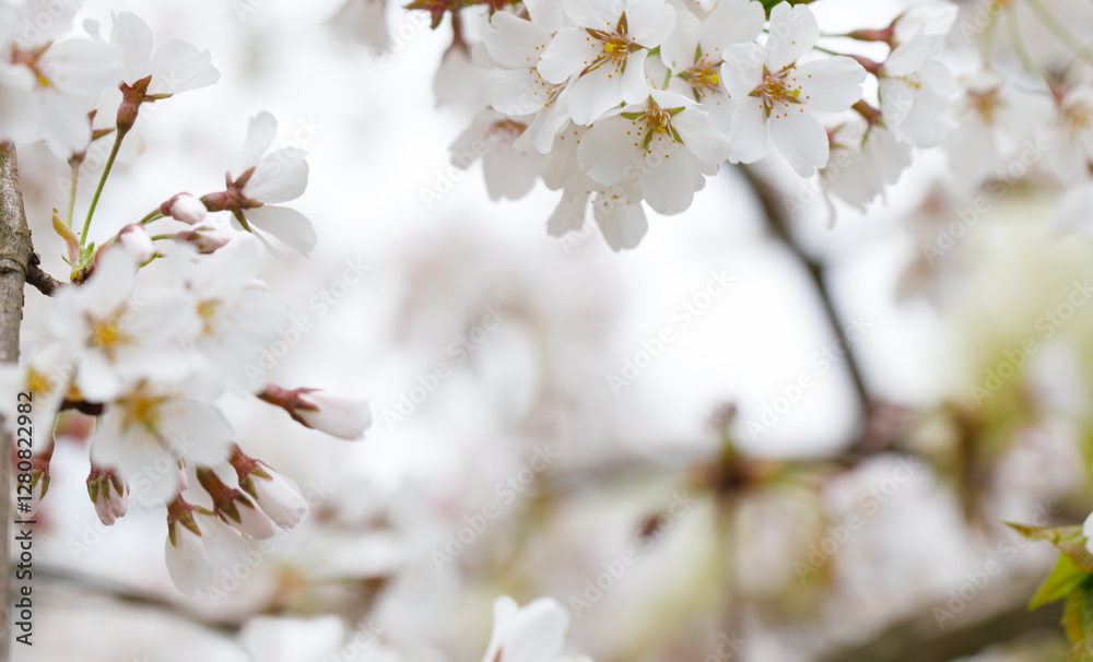 Blooming background with white spring flower Blooming background with white spring flower