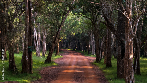 Scenic landscape view of Wilpattu National Park in Sri Lanka for wildlife safaris with dirt track leading through forest trees