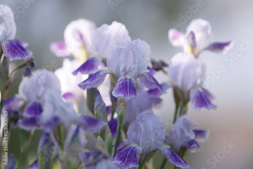 Tableau sur toile irises