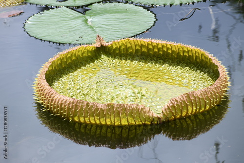 The Victoria water lily belongs to the genus Victoria, in honor of Queen Victoria of the United Kingdom. It is a tropical plant that can thrive in tropical areas with humid and warm weather.