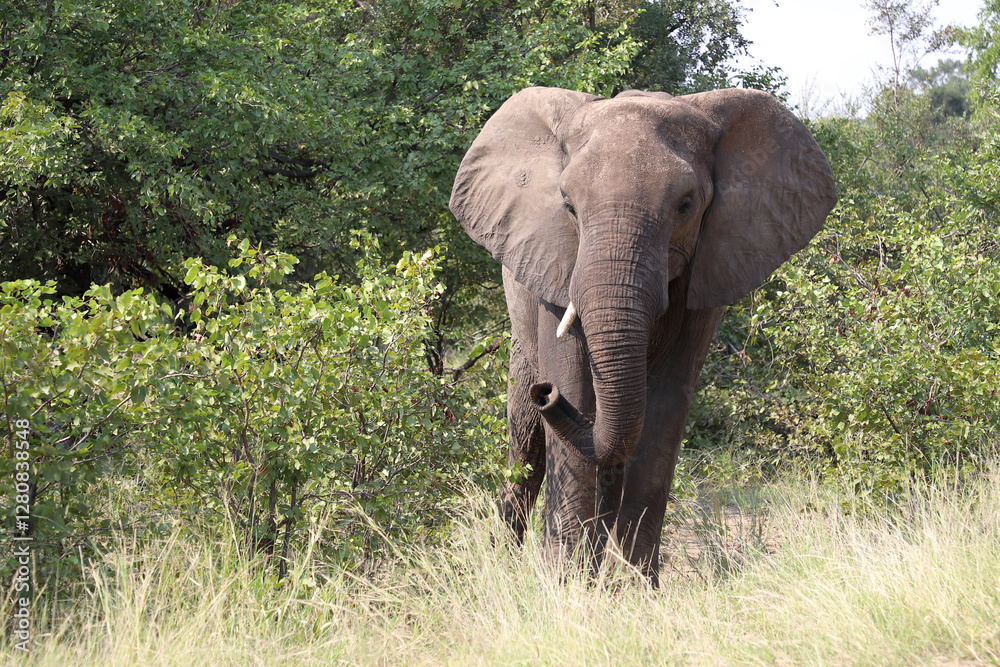Fototapeta premium Afrikanischer Elefant / African elephant / Loxodonta africana