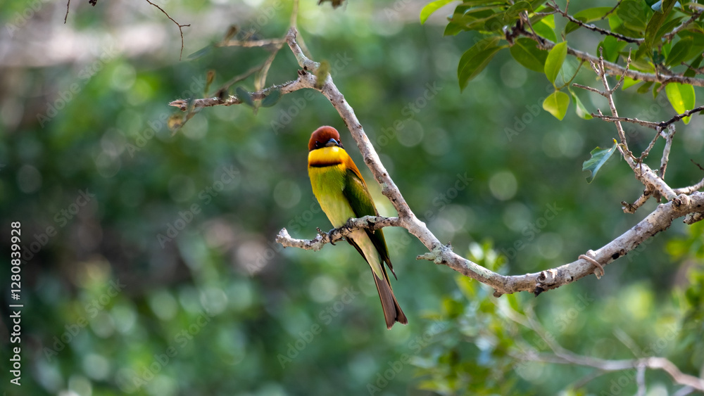Front view of chestnut-headed bee-eater bird with colourful feathers on a tree branch in Wilpattu National Park Sri Lanka Front view of chestnut-headed bee-eater bird with colourful feathers on a tree branch in Wilpattu National Park Sri Lanka