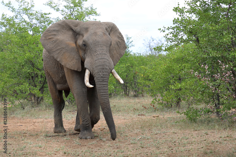 Fototapeta premium Afrikanischer Elefant / African elephant / Loxodonta africana