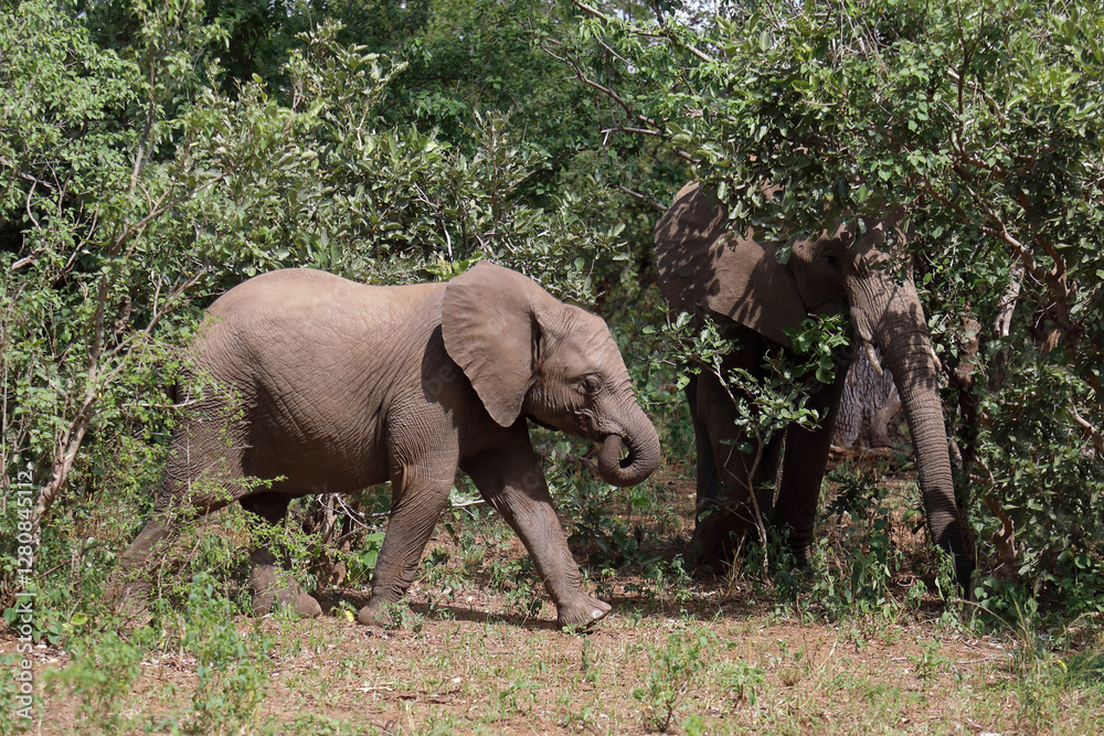 Obraz premium Afrikanischer Elefant / African elephant / Loxodonta africana