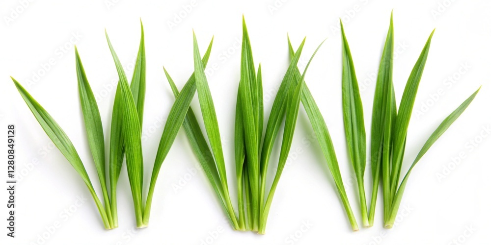 Obraz premium fresh grass plant set on a white background