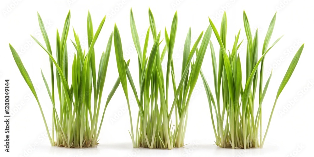 grass plant set isolated on a white background grass plant set isolated on a white background