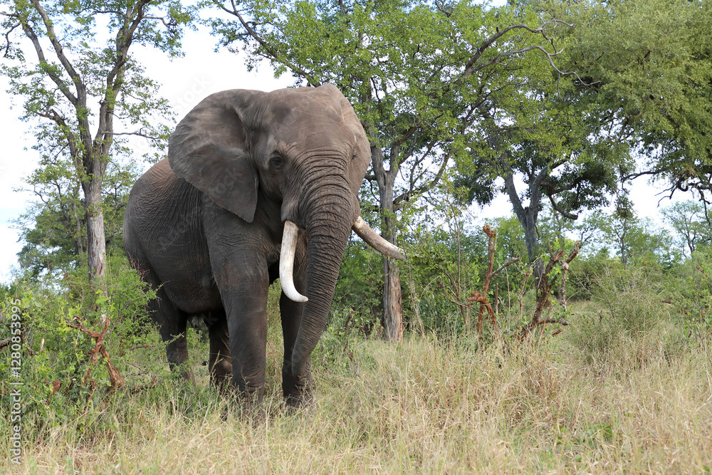 Obraz premium Afrikanischer Elefant / African elephant / Loxodonta africana