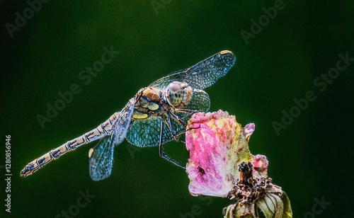 Obraz na płótnie macro close-up shot of a dragonfly w salonie