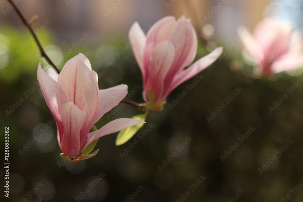 fiori rosa di magnolia in un giardino fiori rosa di magnolia in un giardino