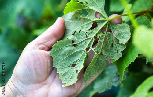 Leaves of a grape plant in a hole, pests and parasites of fruit plants. Grape budworm and moth, close-up. Industry photo