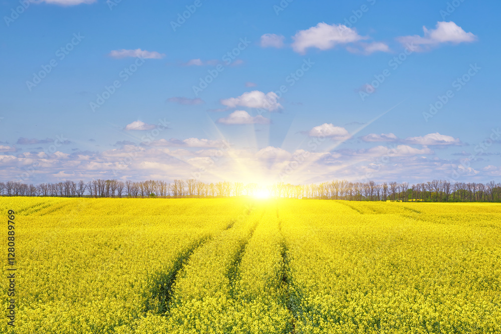 custom made wallpaper toronto digitalRapeseed Field with Lone Cloud