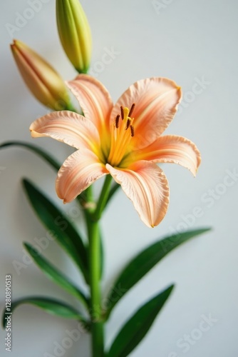 Daylily in full bloom on a clean white surface, flowerpower, botanical, blossoms