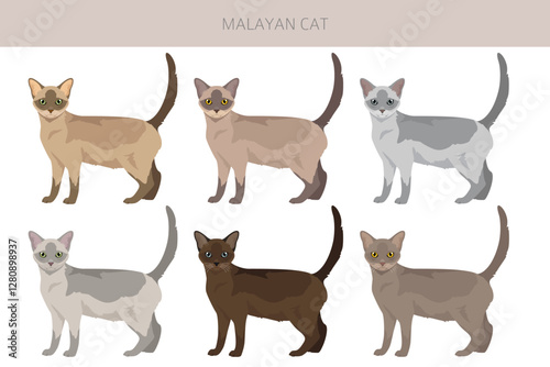 Malayan Cat clipart. Asian Cat, Burmese. All coat colors set.  All cat breeds characteristics infographic. Vector illustration