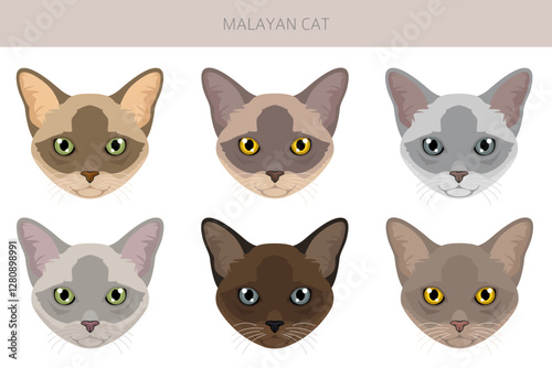 Malayan Cat clipart. Asian Cat, Burmese. All coat colors set.  All cat breeds characteristics infographic. Vector illustration
