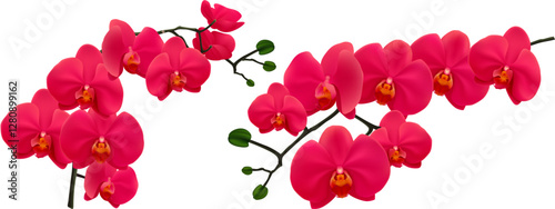 orchid flowers  on a  transparent background