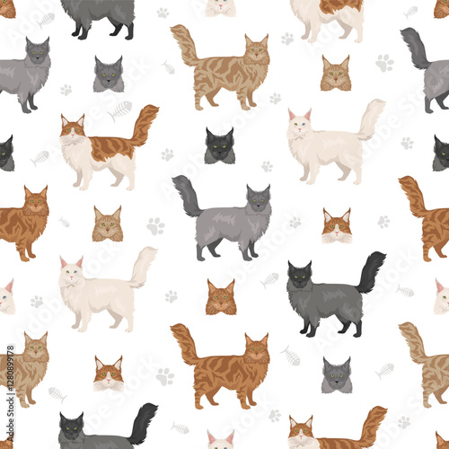 Maine Coon Cat clipart. All coat colors set.  All cat breeds characteristics infographic. Vector illustration