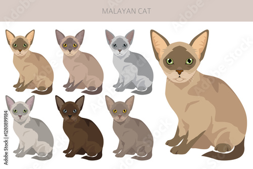 Malayan Cat clipart. Asian Cat, Burmese. All coat colors set.  All cat breeds characteristics infographic. Vector illustration