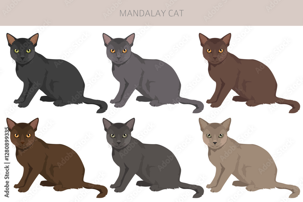 Fototapeta premium Mandalay Cat clipart. All coat colors set. All cat breeds characteristics infographic. Vector illustration