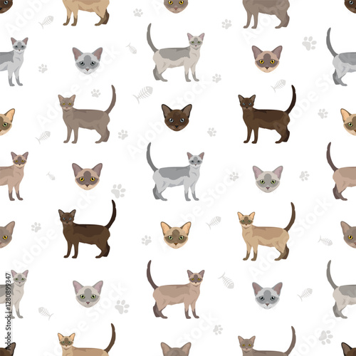 Malayan Cat clipart. Asian Cat, Burmese. All coat colors set.  All cat breeds characteristics infographic. Vector illustration