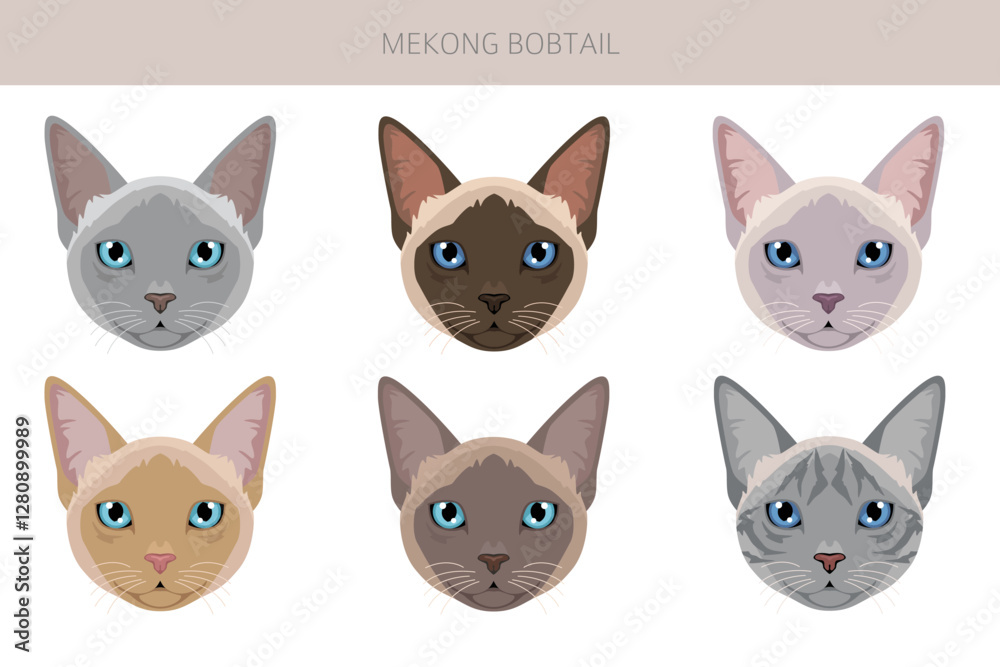 Fototapeta premium Mekong Bobtail Cat clipart. All coat colors set. All cat breeds characteristics infographic. Vector illustration