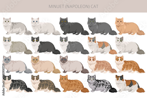Minuet Cat clipart. Munchkin and Persian mix cross. Napoleon Cat. All coat colors set.  All cat breeds characteristics infographic. Vector illustration