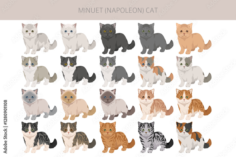 Fototapeta premium Minuet Cat clipart. Munchkin and Persian mix cross. Napoleon Cat. All coat colors set. All cat breeds characteristics infographic. Vector illustration
