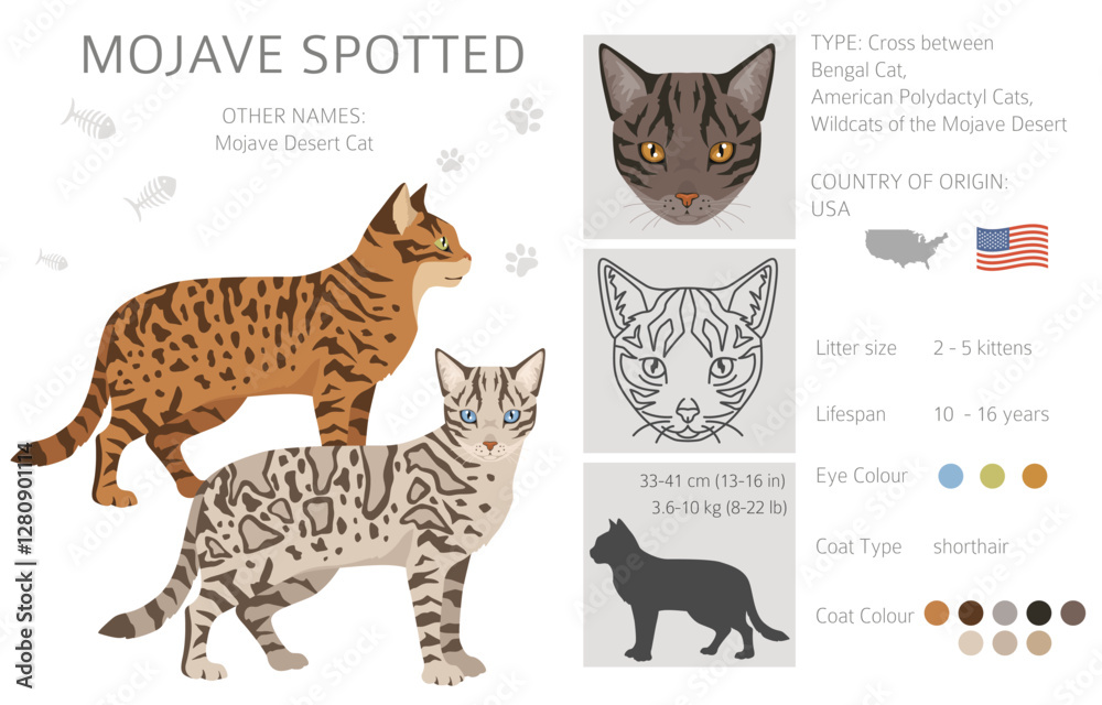 Naklejka premium Mojave Spotted Cat clipart. Bengsl and American polydactyil mix cross. All coat colors set. All cat breeds characteristics infographic. Vector illustration