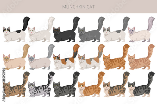 Munchkin Cat clipart. All coat colors set.  All cat breeds characteristics infographic. Vector illustration