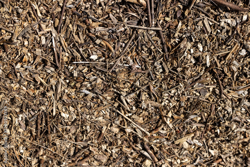 Debris from dry branches and forest debris on the ground Debris from dry branches and forest debris on the ground