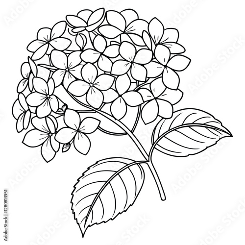 Hydrangea Flower Outline Drawing: Detailed Botanical Illustration of Blooming Hydrangea for Coloring Pages and Educational Resources