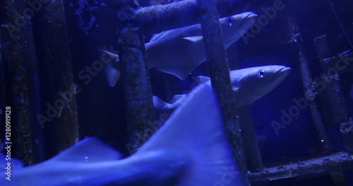 Wallpaper Mural Close up footage of pollocks swimming around in bright blue water, sea life, 4k Torontodigital.ca