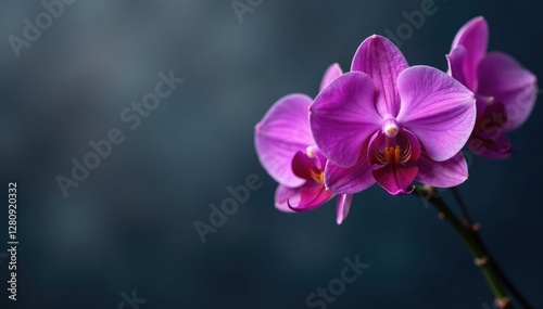 Dark orchid blooms with violet dots against muted grey background, botanical, darkbackground, purplegrapes photo