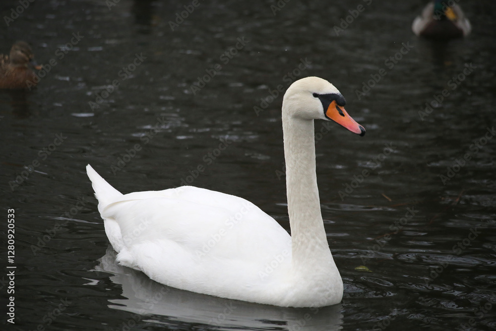 Fototapeta premium A white swan floating on the dark water.