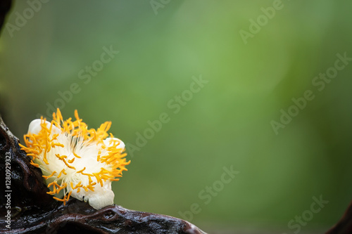 Nagkesar or Mammea siamensis flower on natural background. photo