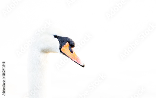 Fototapeta Naklejka Na Ścianę i Meble -  Portrait of a swan in the morning fog.