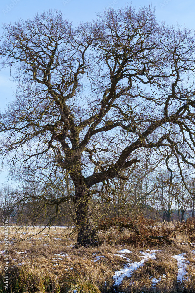 Large Leafless Tree with Twisting Branches in Eastern Germany