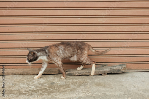Photos A thin, sickly stray cat walking along the street, reflecting hardship and survi
