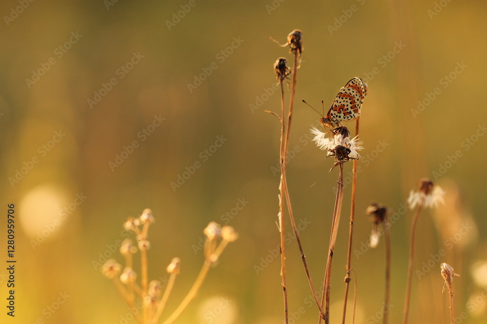 una farfalla melitaea al tramonto una farfalla melitaea al tramonto