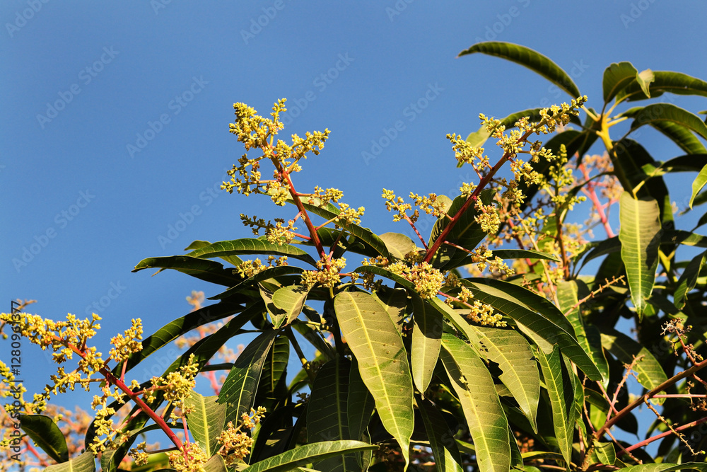 Obraz premium n blue sky Kesar Mango flower, Close Up view of glowing mango flowers hanging in a tree with green leaves in the background. The mango bouquet or mango flower is blooming fully on the mango trees.
