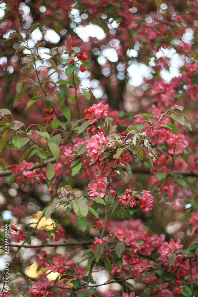 Scenic view of a lush blooming tree Scenic view of a lush blooming tree