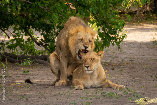 Schilderij op canvas Male lion mates with female biting ear