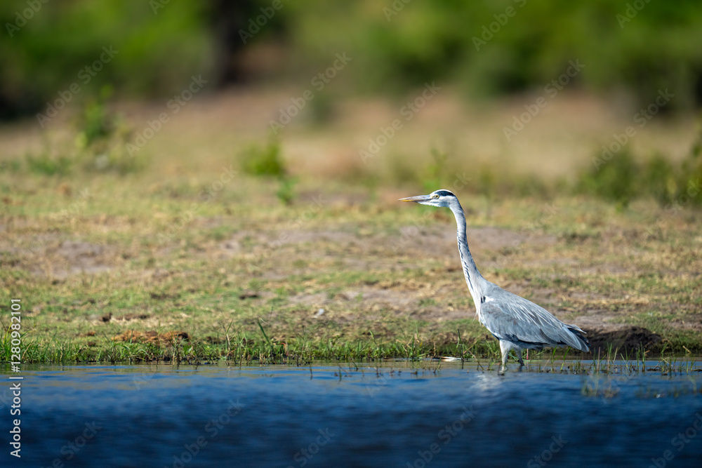 Fototapeta premium Grey heron in profile in shallow river