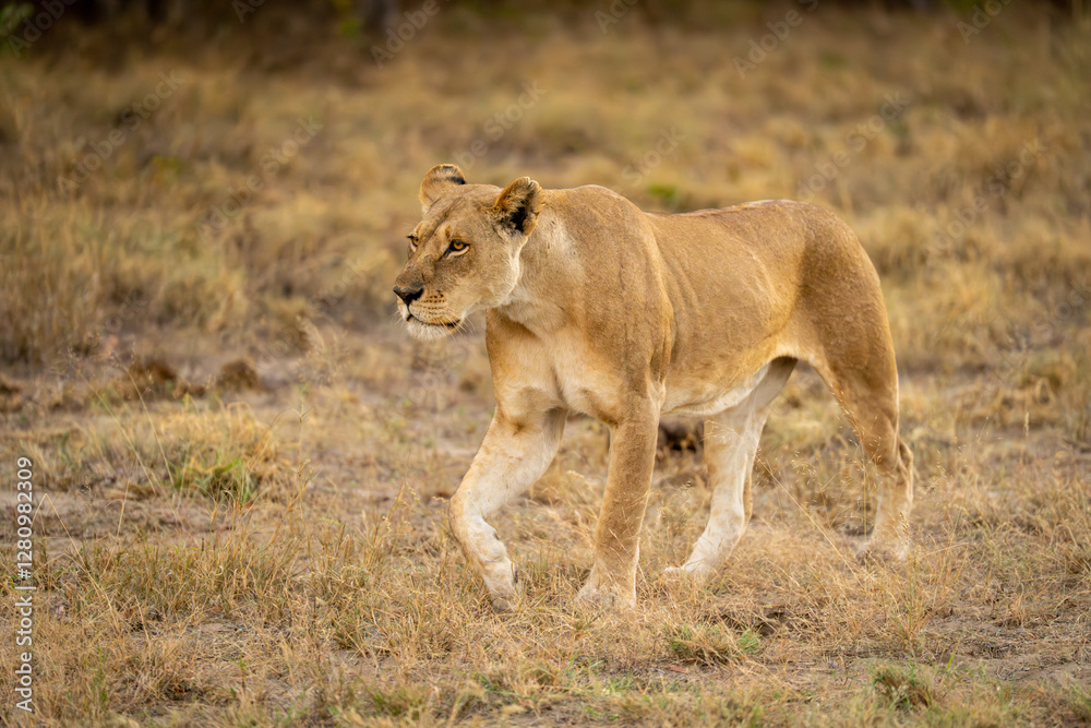 Lioness walks across grassy clearing lifting forepaw Lioness walks across grassy clearing lifting forepaw