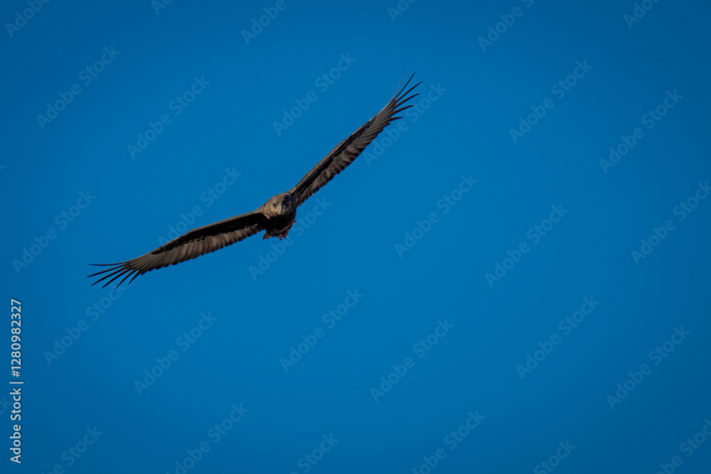 Juvenile bateleur glides through clear blue sky Juvenile bateleur glides through clear blue sky